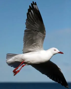 Seagull in flight Stock Photos