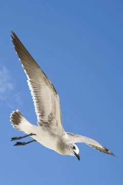 Seagull in flight Stock Photos