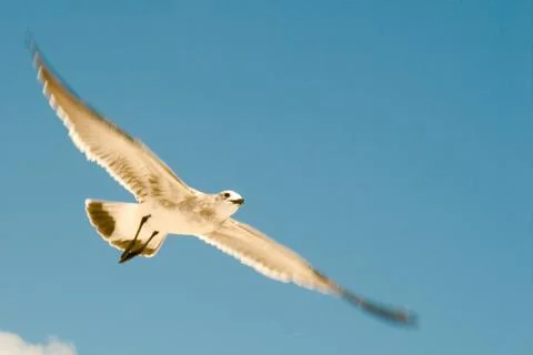 Seagull in flight Stock Photos