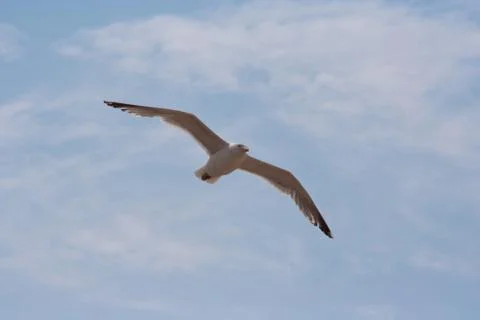 Seagull in flight Foto stock