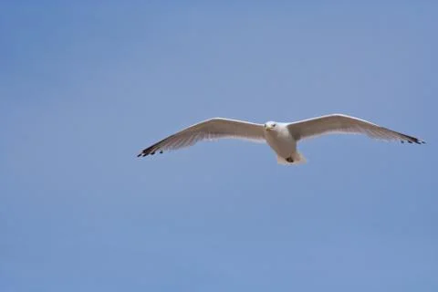 Seagull in flight Stock Photos