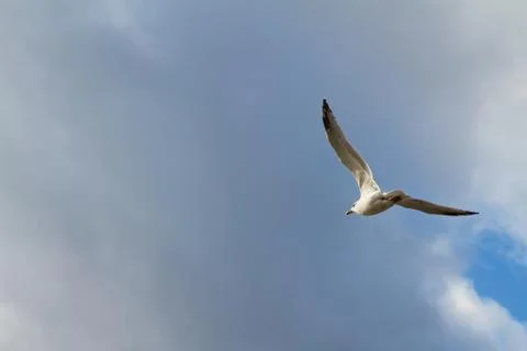 Seagull in flight Stock Photos