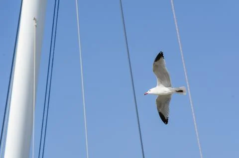 Seagull in flight Stock Photos