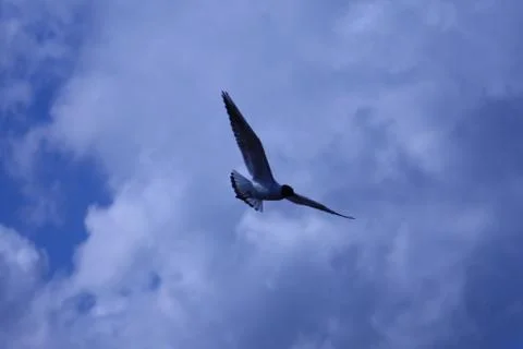 Seagull in flight Stock Photos