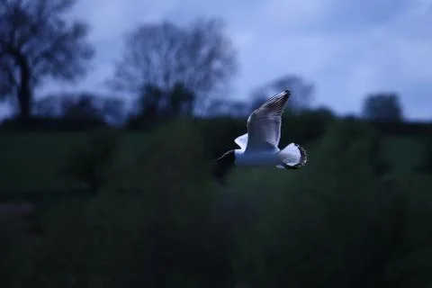 Seagull in flight Stock Photos