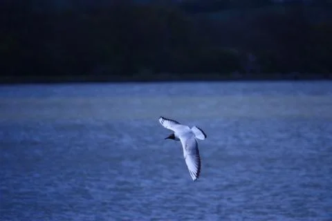 Seagull in flight Stock Photos