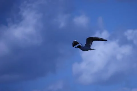 Seagull in flight Stock Photos