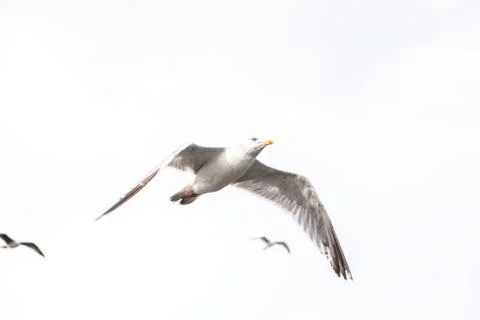 Seagull in flight Stock Photos