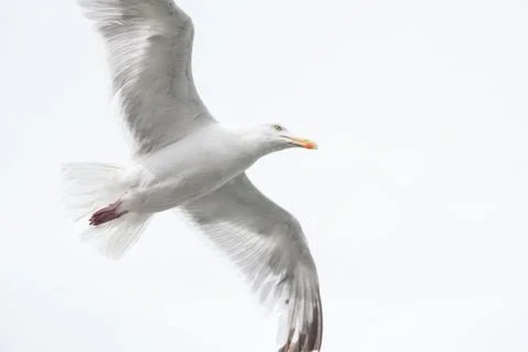 Seagull in flight Stock Photos