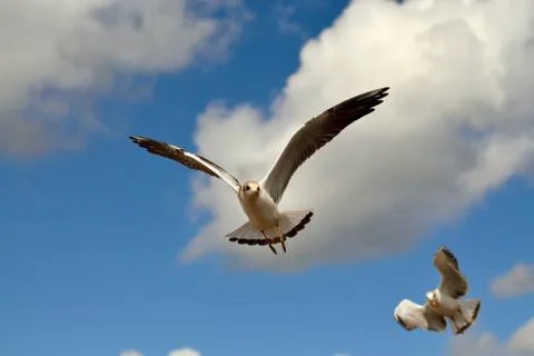 Seagull in flight Stock Photos