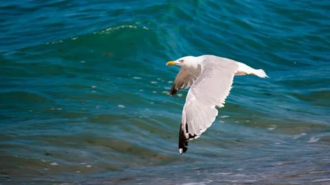 Seagull in flight Stock Photos