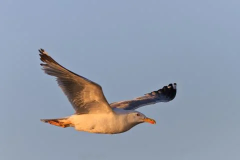 Seagull in flight Stock Photos