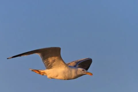 Seagull in flight Stock Photos