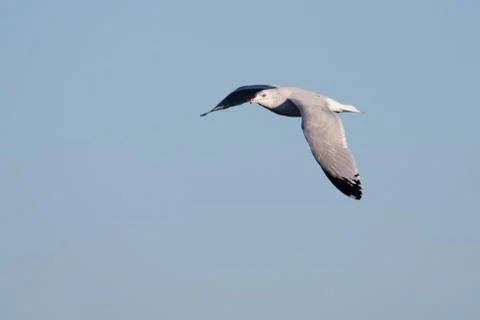 Seagull in flight Stock Photos