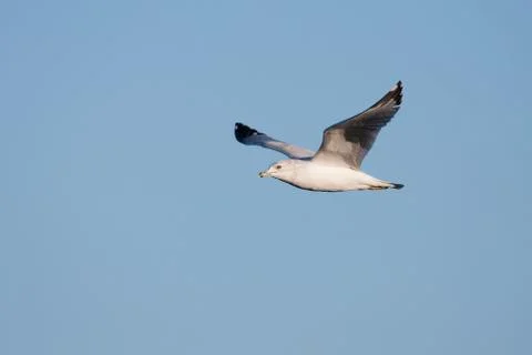 Seagull in flight Stock Photos