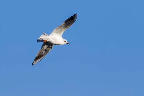 Seagull in flight Stock Photos