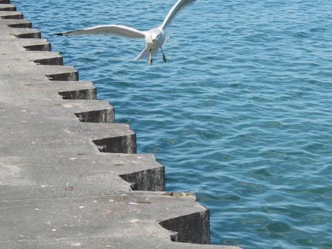 Seagull in Flight Stock Photos