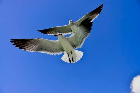 SEAGULL at flight Foto stock