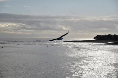 Seagull in flight Stock Photos