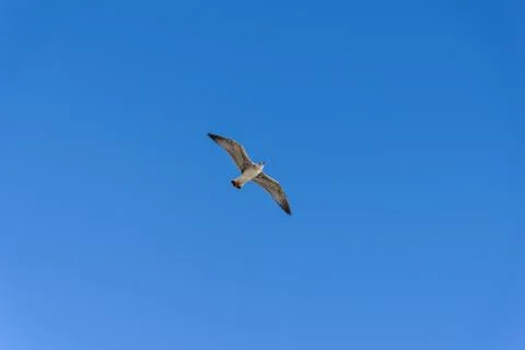 Seagull in flight Stock Photos