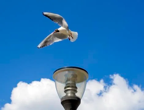 Seagull in flight Stock Photos