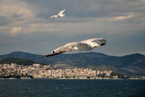 Seagull In Flight Stock Photos
