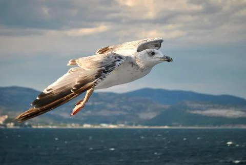 Seagull In Flight Stock Photos