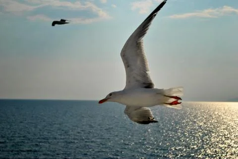 Seagull In Flight Stock Photos