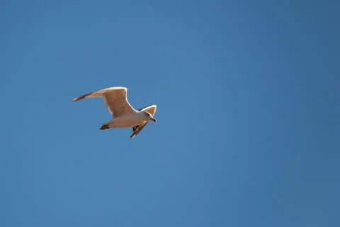 Seagull in flight Stock Photos