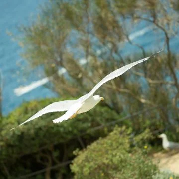 Seagull in flight Stock Photos