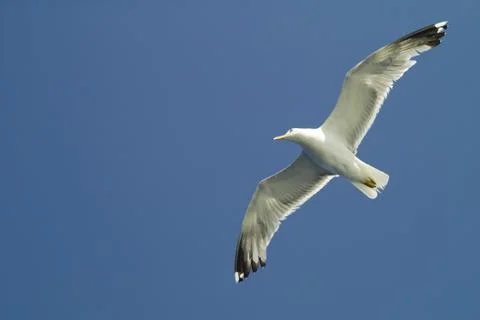 Seagull in the flight Stock Photos