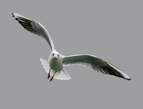 Seagull in flight. Stock Photos