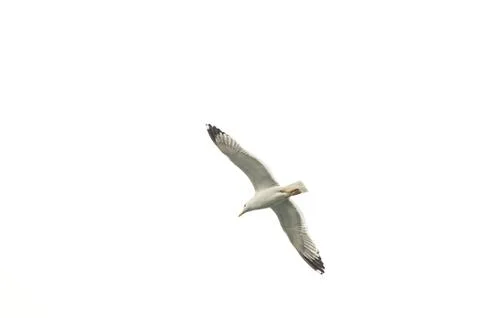 Seagull in flight Stock Photos