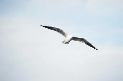 Seagull in flight Stock Photos