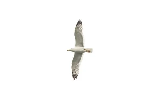 Seagull in flight Stock Photos