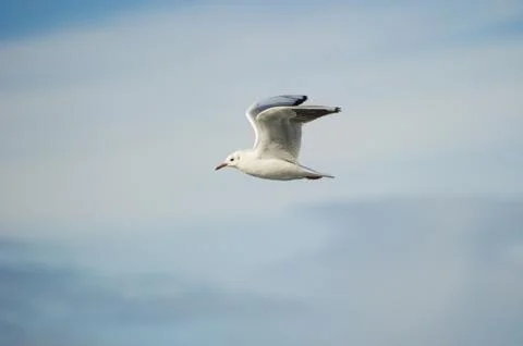 Seagull in flight Stock Photos