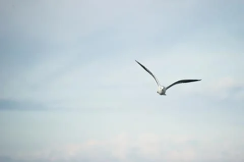Seagull in flight Stock Photos