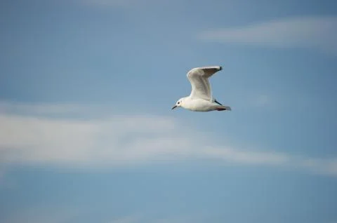 Seagull in flight Stock Photos