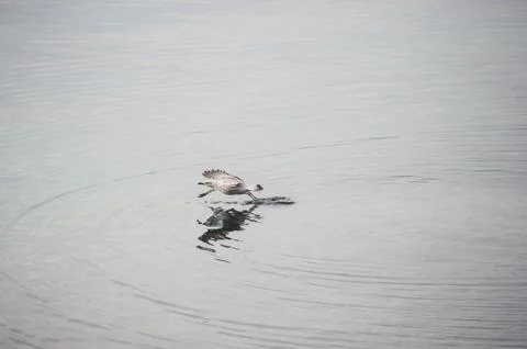 Seagull in flight Stock Photos