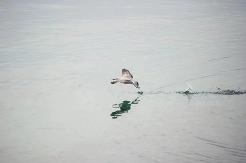 Seagull in flight Stock Photos