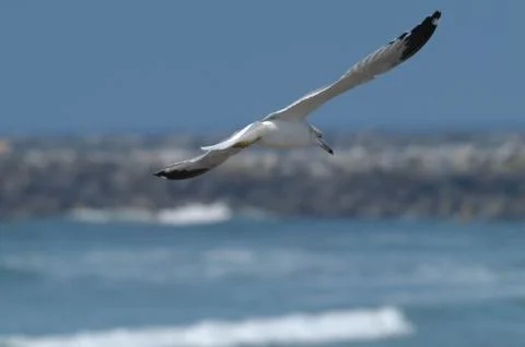 Seagull in flight Stock Photos
