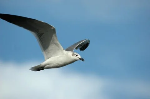 Seagull in flight Stock-Fotos