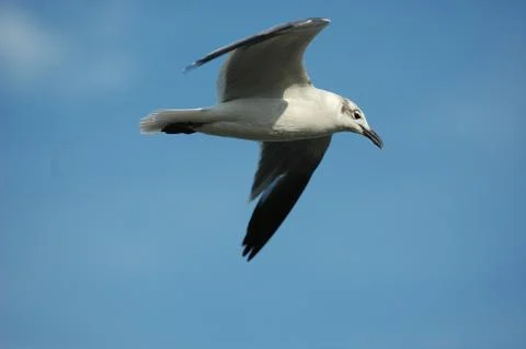 Seagull In Flight Foto stock