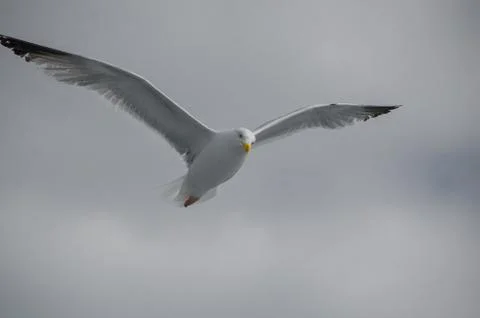 Seagull in flight Stock Photos