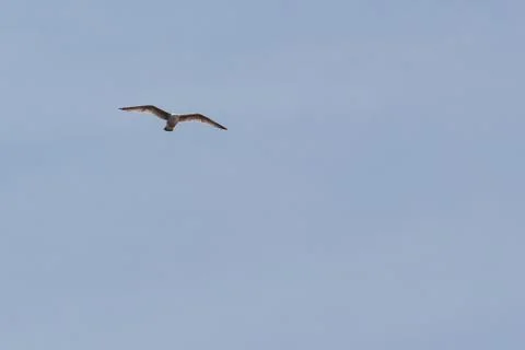 Seagull in flight Stock Photos