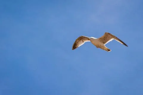 Seagull in flight Stock Photos