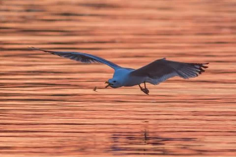 Seagull in flight Stock Photos