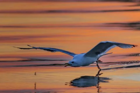 Seagull in flight Stock Photos