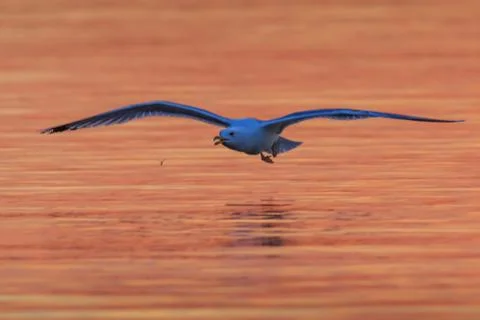 Seagull in flight Stock Photos