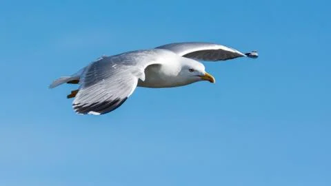 Seagull flight Stock Photos
